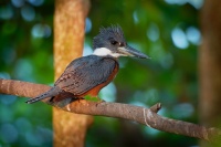 Rybarik obojkovy - Megaceryle torquata - Ringed Kingfisher o8593